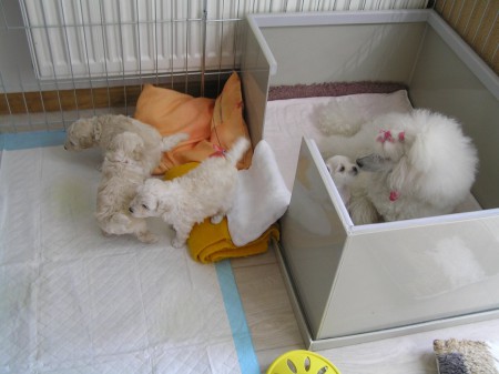 Dorly štěňátka B 26. den